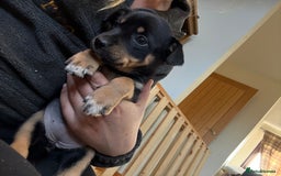 Australian Kelpie dogs for sale: Beautiful Australian kelpies  - Advert 7