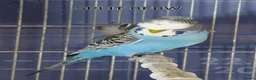Budgerigars birds for sale: Rare Budgies - Advert 5
