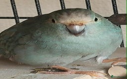 Parakeets birds for sale: 2x kakarikis and large cage  - Image 4
