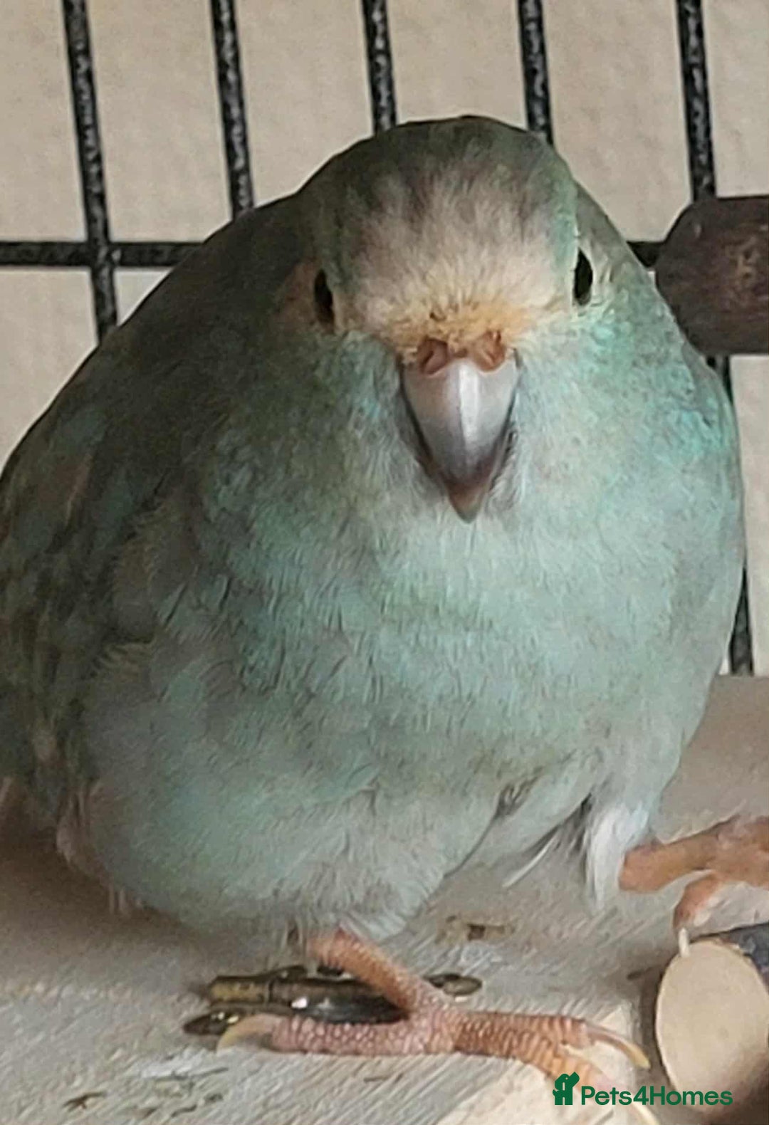Parakeets birds for sale: 2x kakarikis and large cage  - Image 4