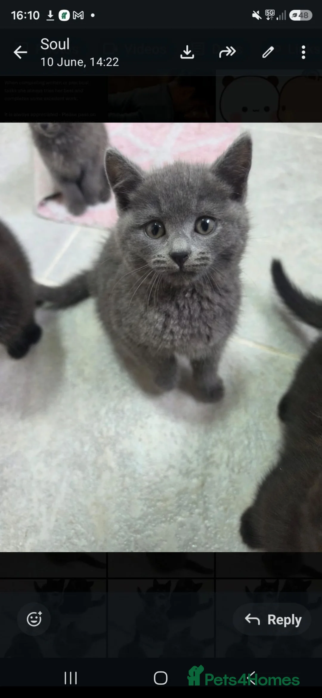 Mixed Breed cats for sale: British shorthair x maincoon - Advert 2