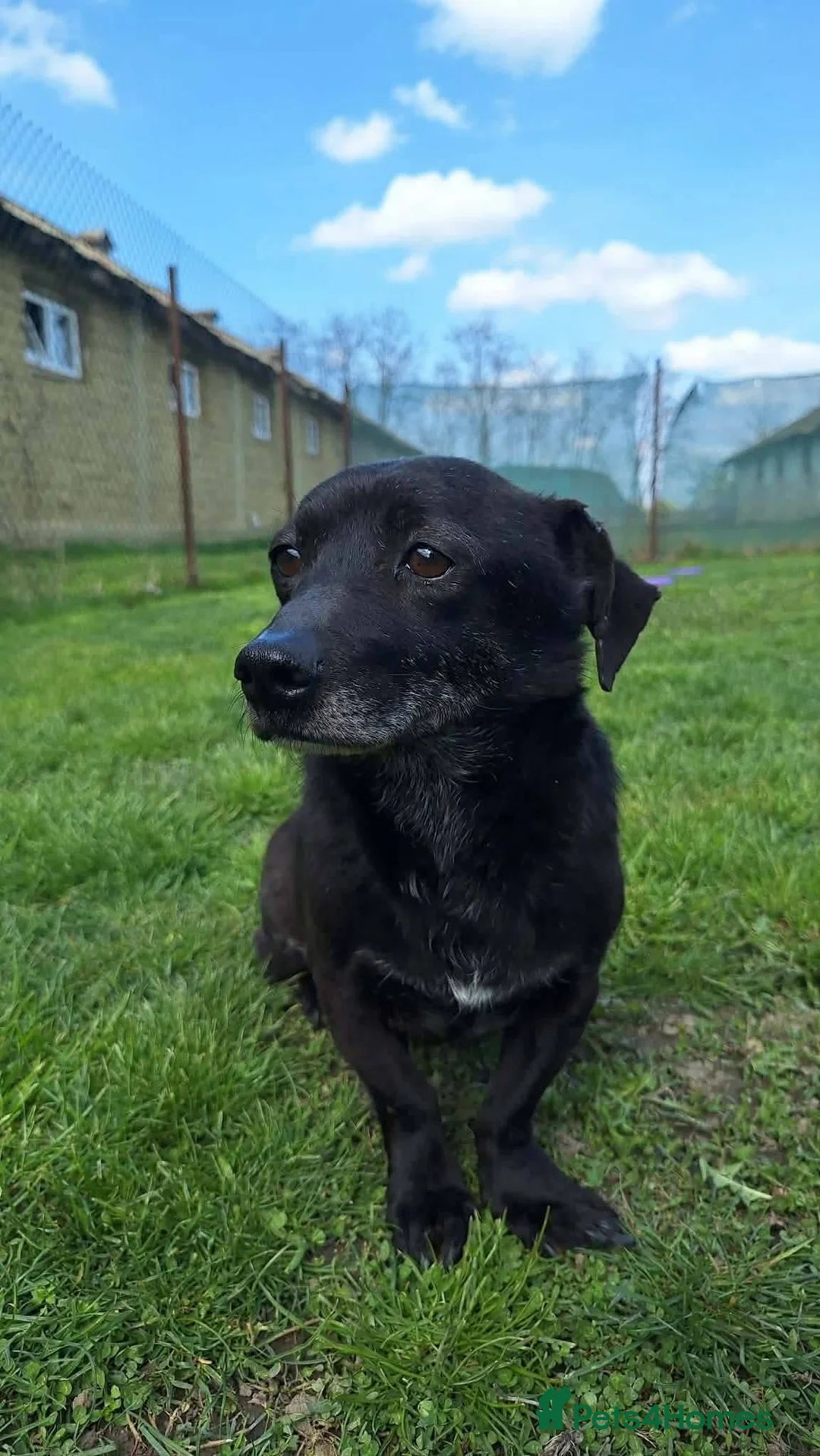 Mixed Breed dogs for adoption: Toby for adoption in Saint Leonards-on-sea - Advert 2
