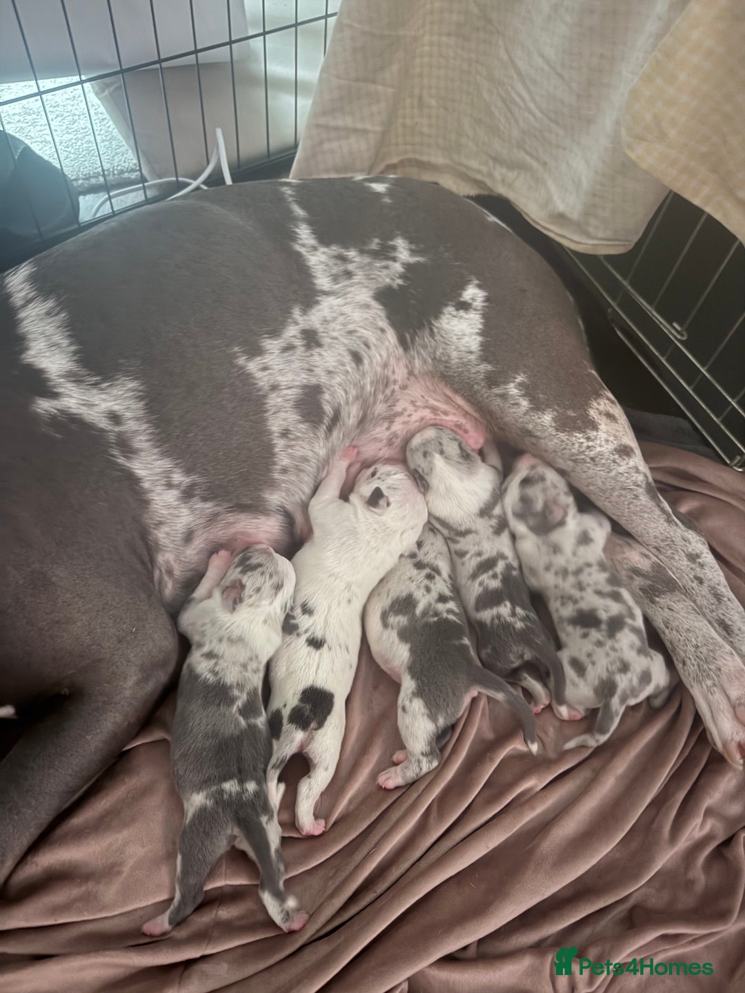 American Bully dogs for sale: Abkc Pocket Bully X Abkc classic Bully puppies - Image 23