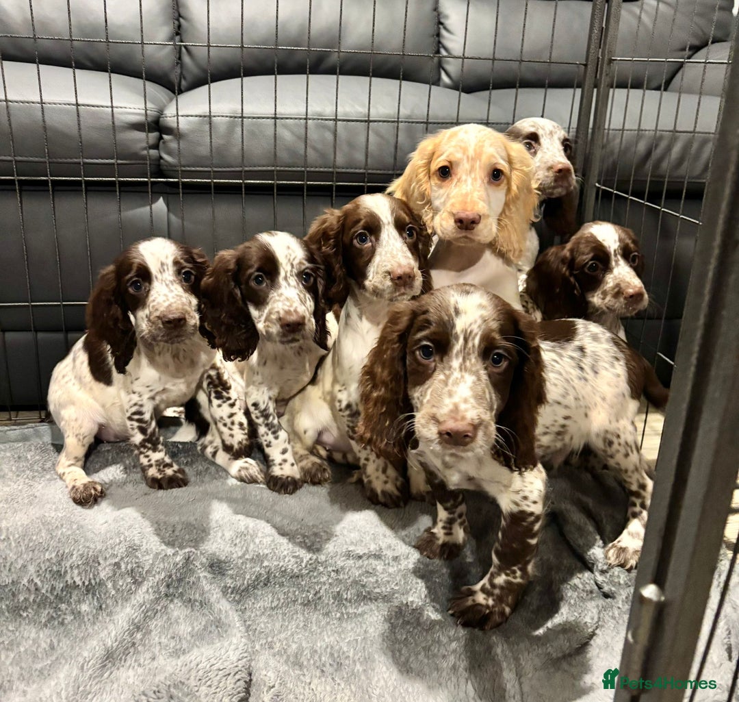 Cocker Spaniel dogs for sale: Cocker Spaniel Puppies Ready Now  - Advert 4