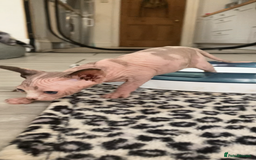 Sphynx cats for sale: Petal ( tortie girl) pinkie ( white boy) Sphynx  - Image 3