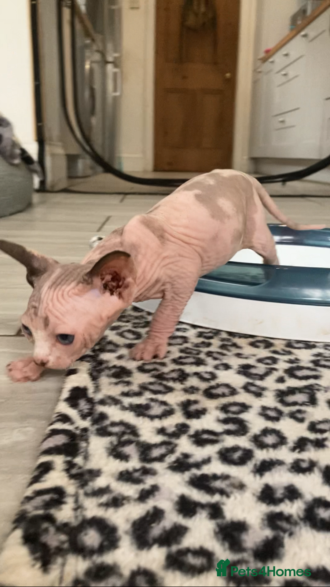 Sphynx cats for sale: Petal ( tortie girl) pinkie ( white boy) Sphynx  - Image 3