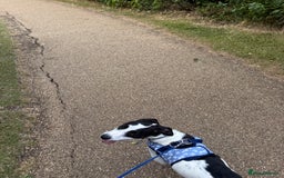 Mixed Breed dogs for sale: Bolt staffy and Jack russel mix  - Image 3