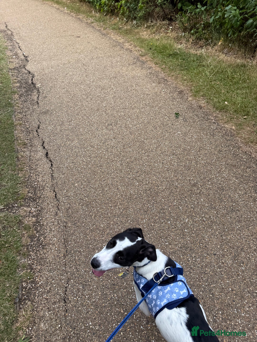 Mixed Breed dogs for sale: Bolt staffy and Jack russel mix  - Image 3