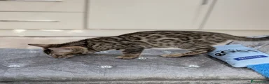 Bengal Kitten 2