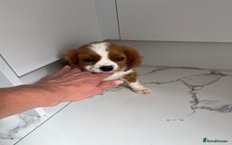 Cavalier King Charles Spaniel dogs for sale: KC Cavalier King Charles spaniel puppies - Image 5