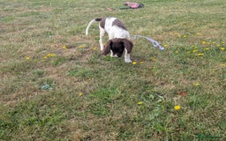 English Springer Spaniel dogs for sale: Springer spaniel pups ready now  - Image 10