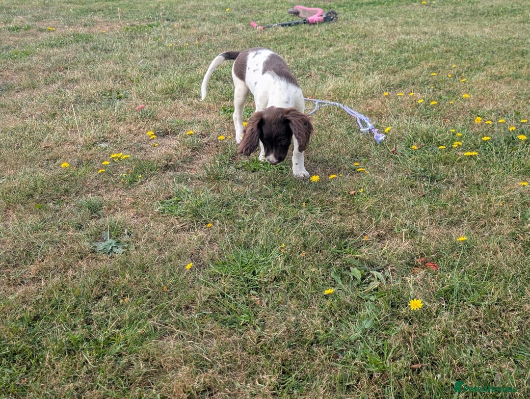 English Springer Spaniel dogs for sale: Springer spaniel pups ready now  - Image 10