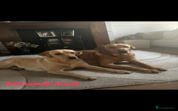 Labrador Retriever dogs for sale: STUNNING HEALTH TESTED LABRADORS - Image 14