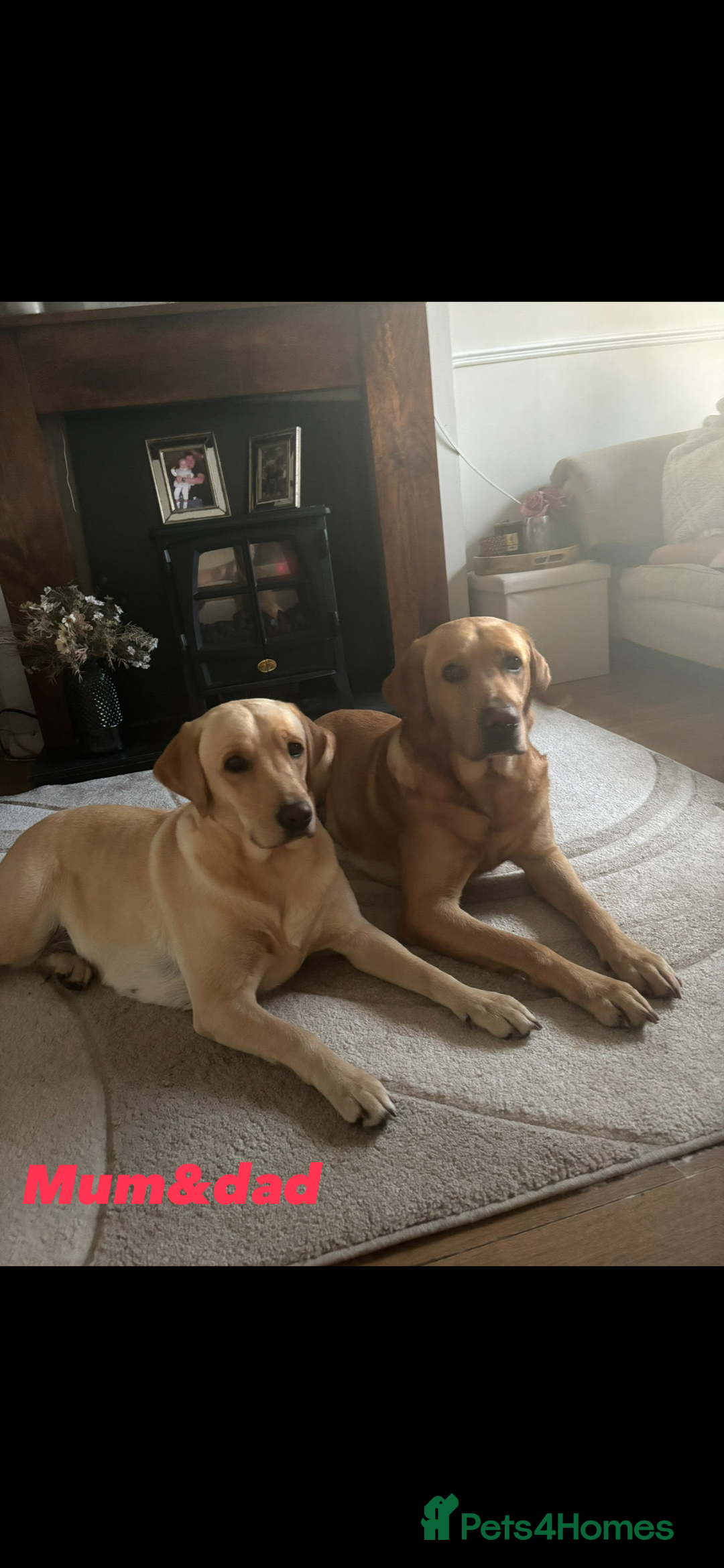 Labrador Retriever dogs for sale: STUNNING HEALTH TESTED LABRADORS - Image 14