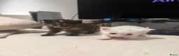 Mixed Breed cats for sale: Beautiful Siberian x Maine Coon Mix Kittens - Advert 3