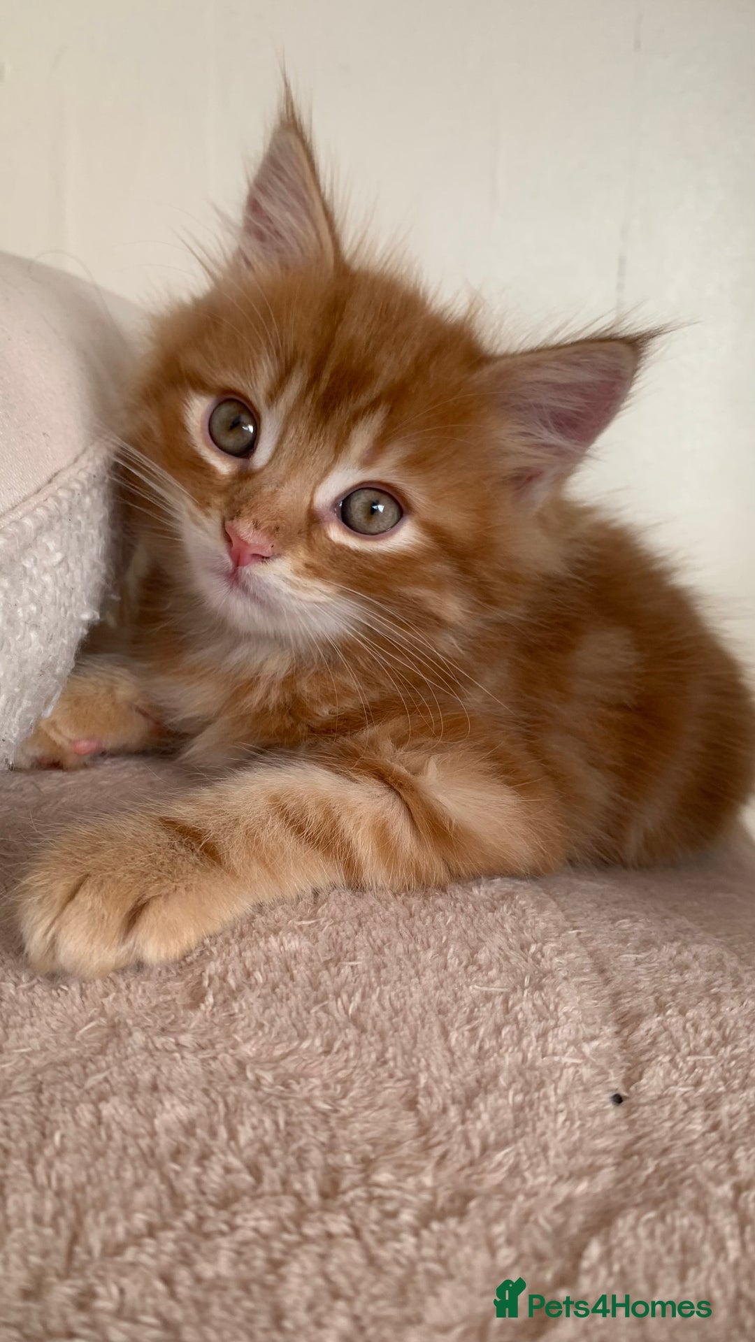 Domestic Shorthair cats for sale: ✨5 Beautiful Kittens Looking for Loving Homes✨ - Advert 1