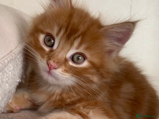 Domestic Shorthair cats ✨5 Beautiful Kittens Looking for Loving Homes✨ - Advert 2