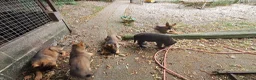 German Shepherd dogs for sale: Flat backed, German Shepherd puppies, DNA DM clear - Advert 8