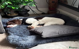 Mixed Breed dogs for adoption: Rots adorable 8 mthold Bouncy Springer Spaniel Pup - Image 3