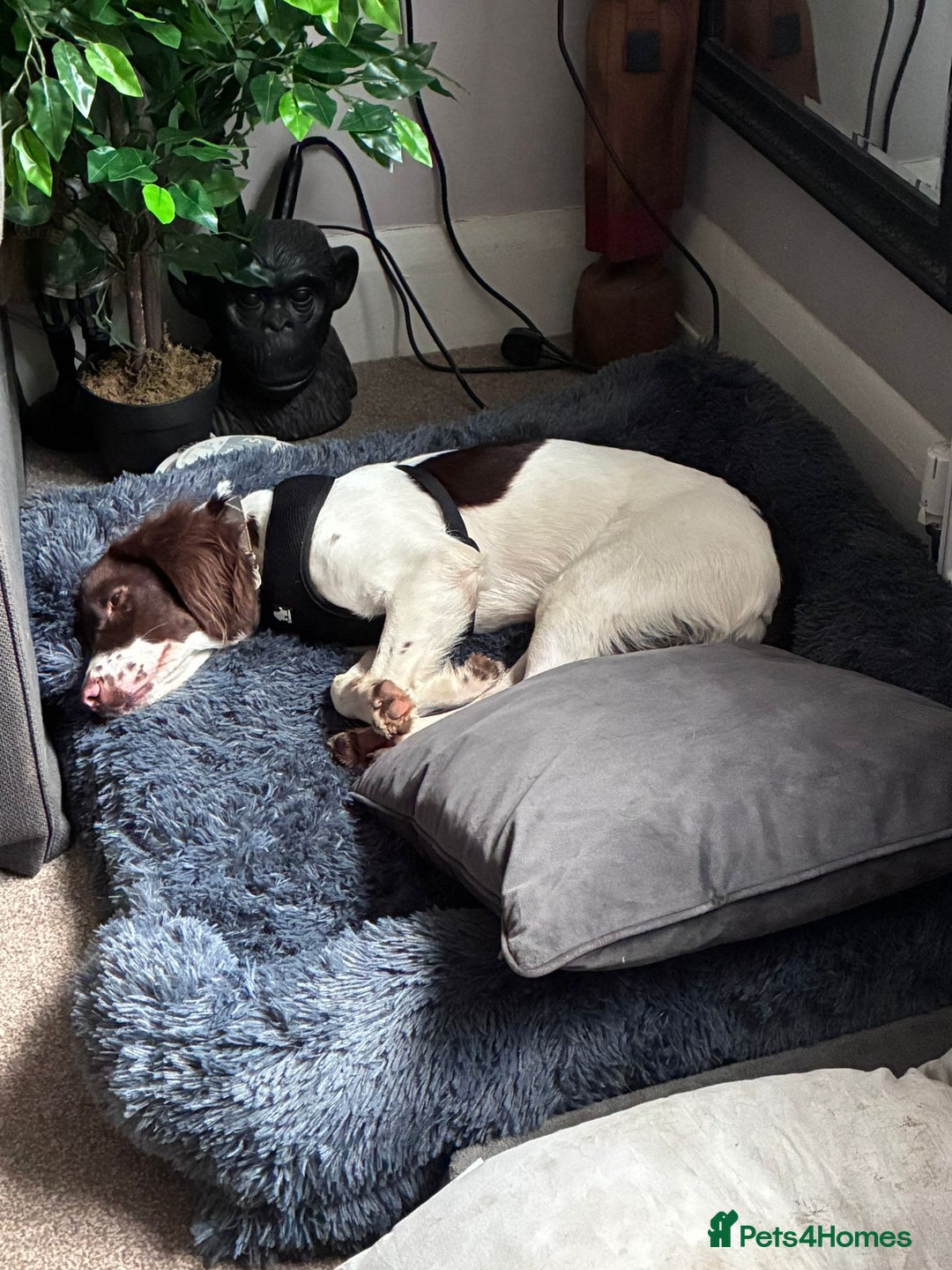 Mixed Breed dogs for adoption: Rots adorable 8 mthold Bouncy Springer Spaniel Pup - Image 3