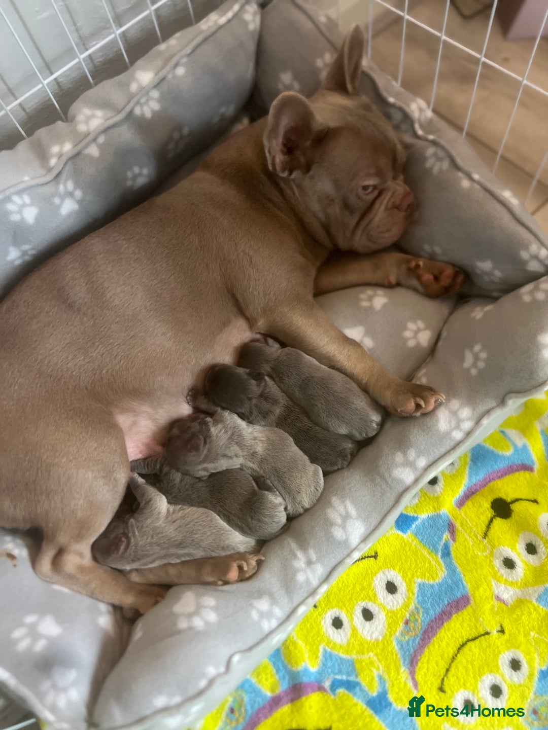 French Bulldog dogs for sale: 1 male french bulldog  - Advert 4