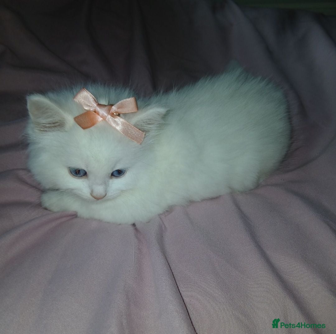 Turkish Angora cats *Beautiful female available** Angoradoll Kitten** - Advert 2