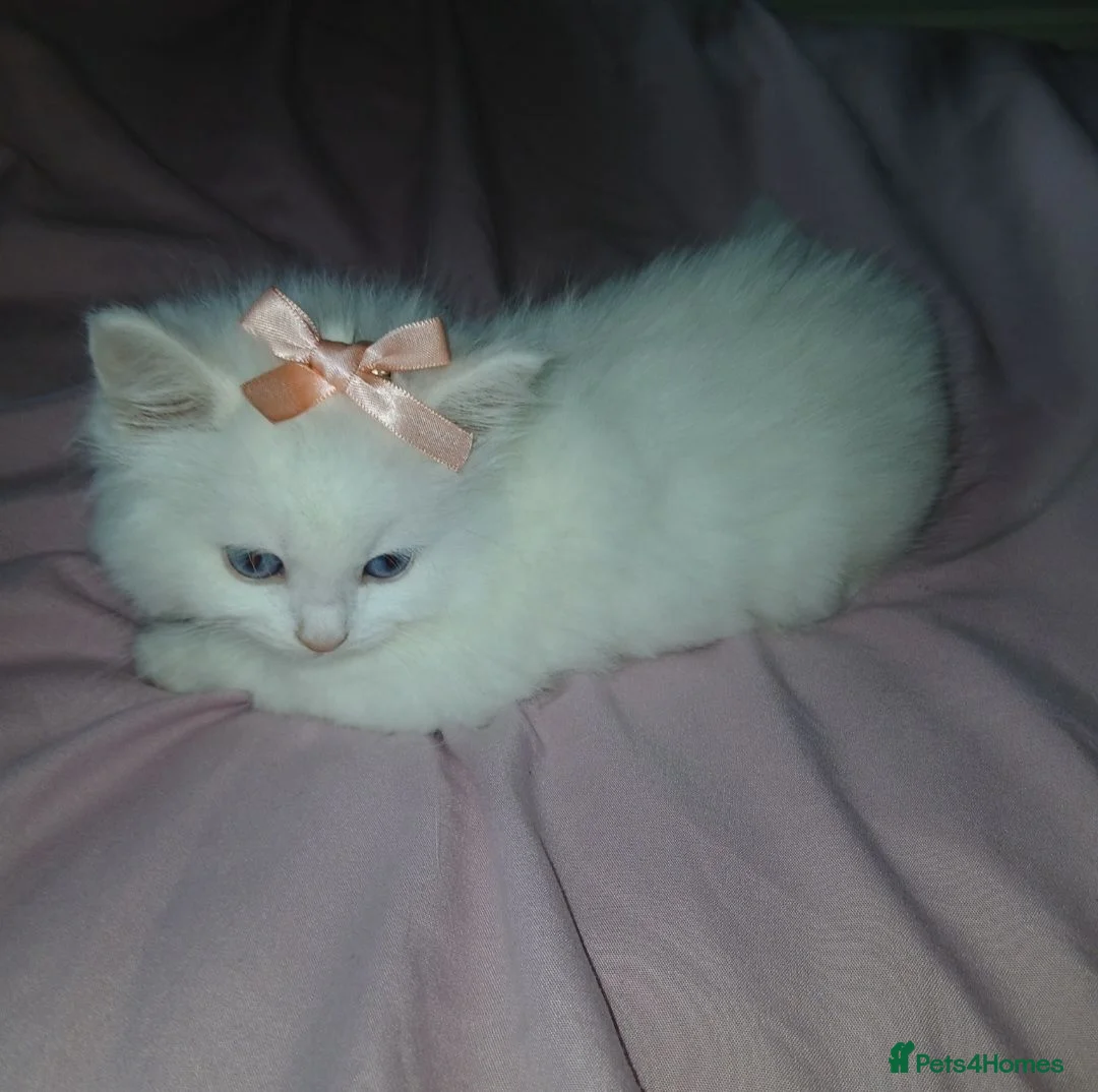Turkish Angora cats for sale: Kitten female Angoradoll - Advert 1