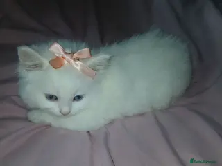 Turkish Angora cats *Beautiful female available** Angoradoll Kitten** - Advert 2