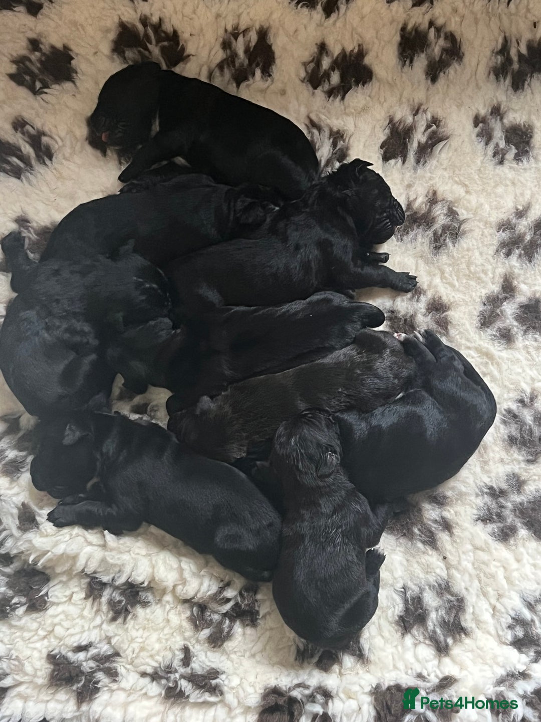 Mixed Breed dogs for sale: Gorgeous Cane Corso pups - Image 1