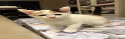 Mixed Breed cats for sale: 3 kitten rehoming - Advert 12