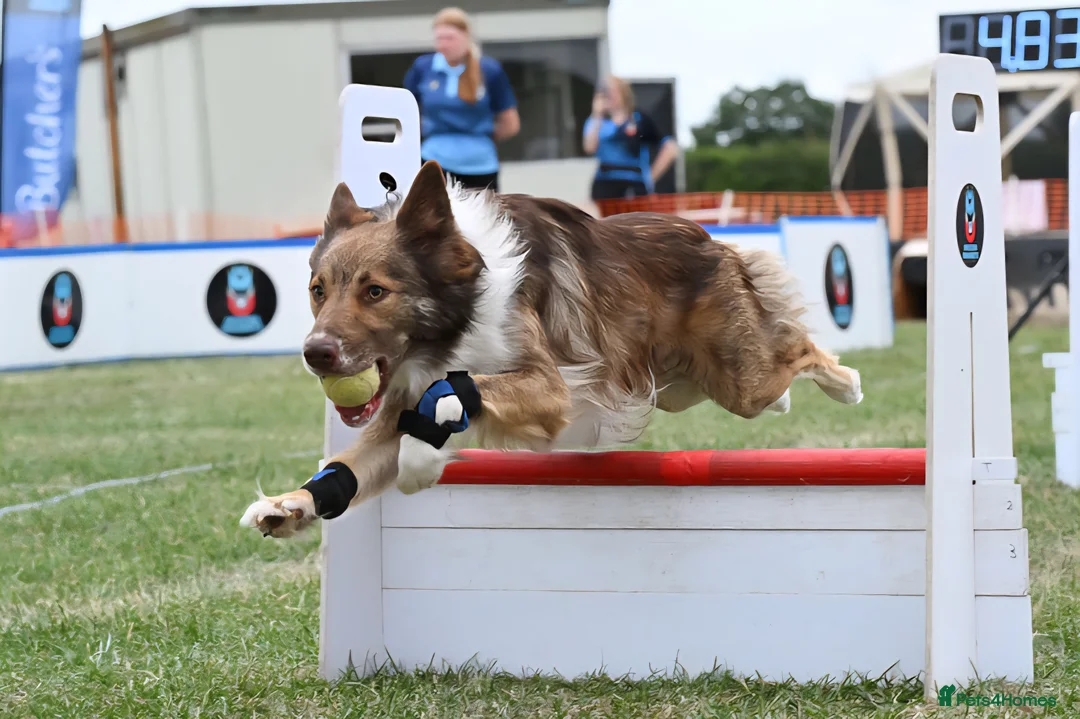 Bordoodle dogs for sale: 🌙☀️Waiting List Open🌙☀️ - Advert 10