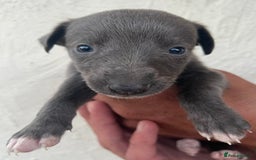Whippet dogs for sale: Whippet puppies Ready soon! 5 BOYS left  - Image 21
