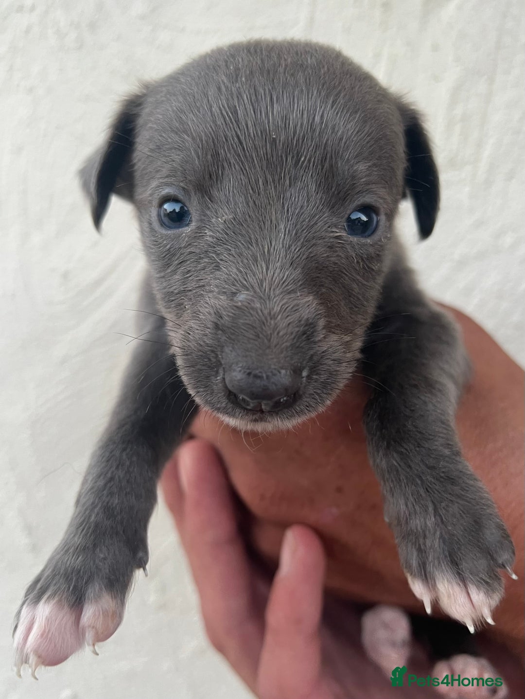 Whippet dogs for sale: Whippet puppies Ready soon! 5 BOYS left  - Image 21