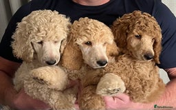 Standard Poodle dogs for sale: one  handsome loving boy available  in Newmarket - Image 2