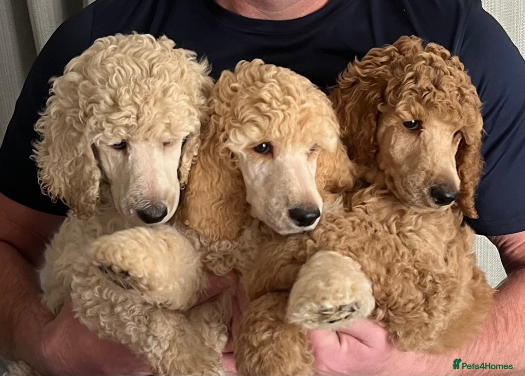 Standard Poodle dogs for sale: one  handsome loving boy available  in Newmarket - Image 2