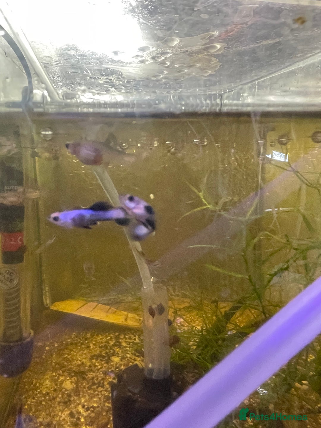 Live Bearers fish for sale: Guppies / cichlid / shrimps/ snails  - Advert 2