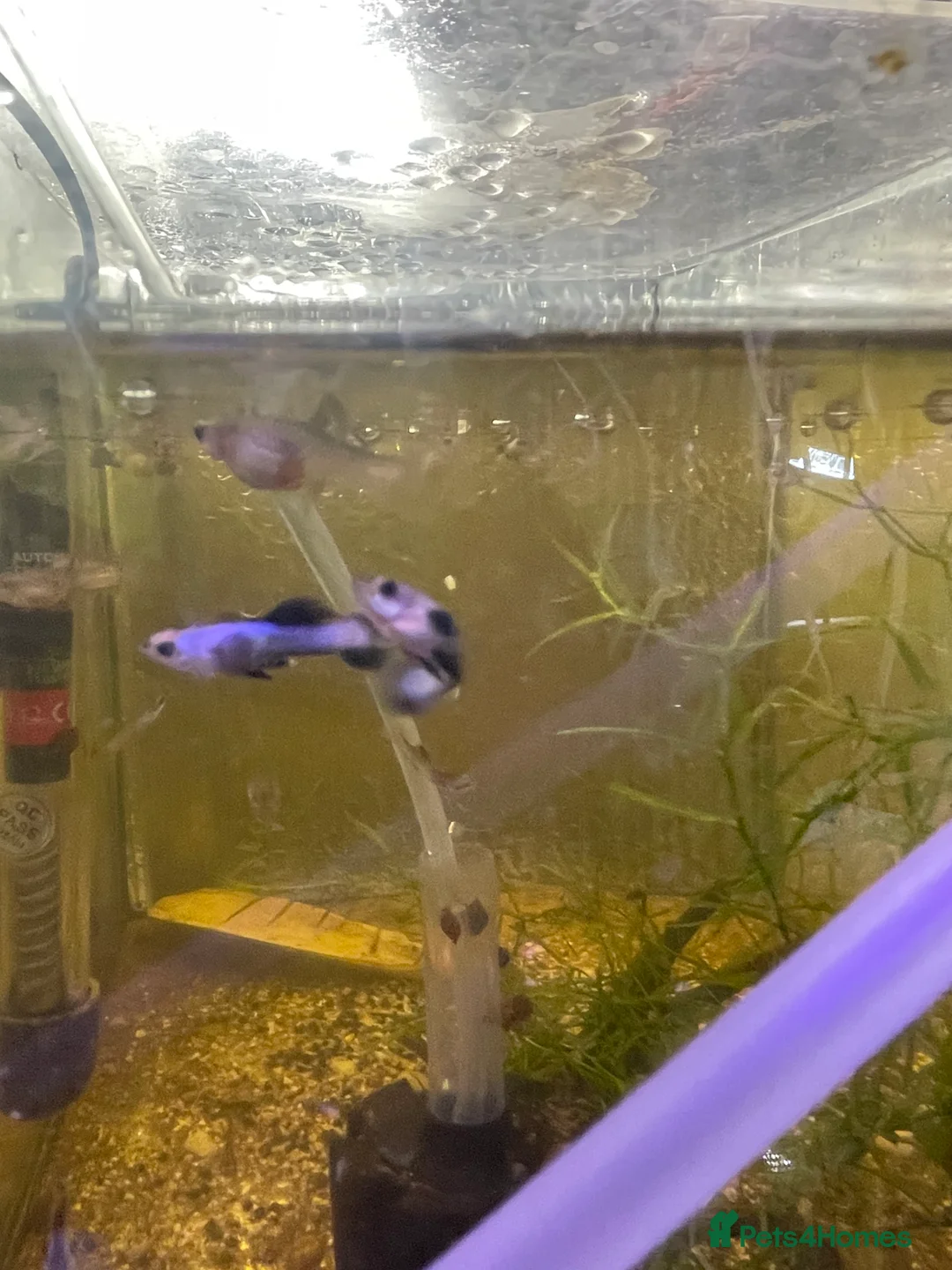 Live Bearers fish for sale: Guppies / cichlid / shrimps/ snails  - Advert 2
