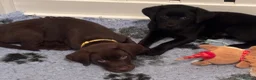 Labrador Retriever dogs for sale: WAITLIST IS OPEN FOR OUR NEXT LITTER - Advert 19
