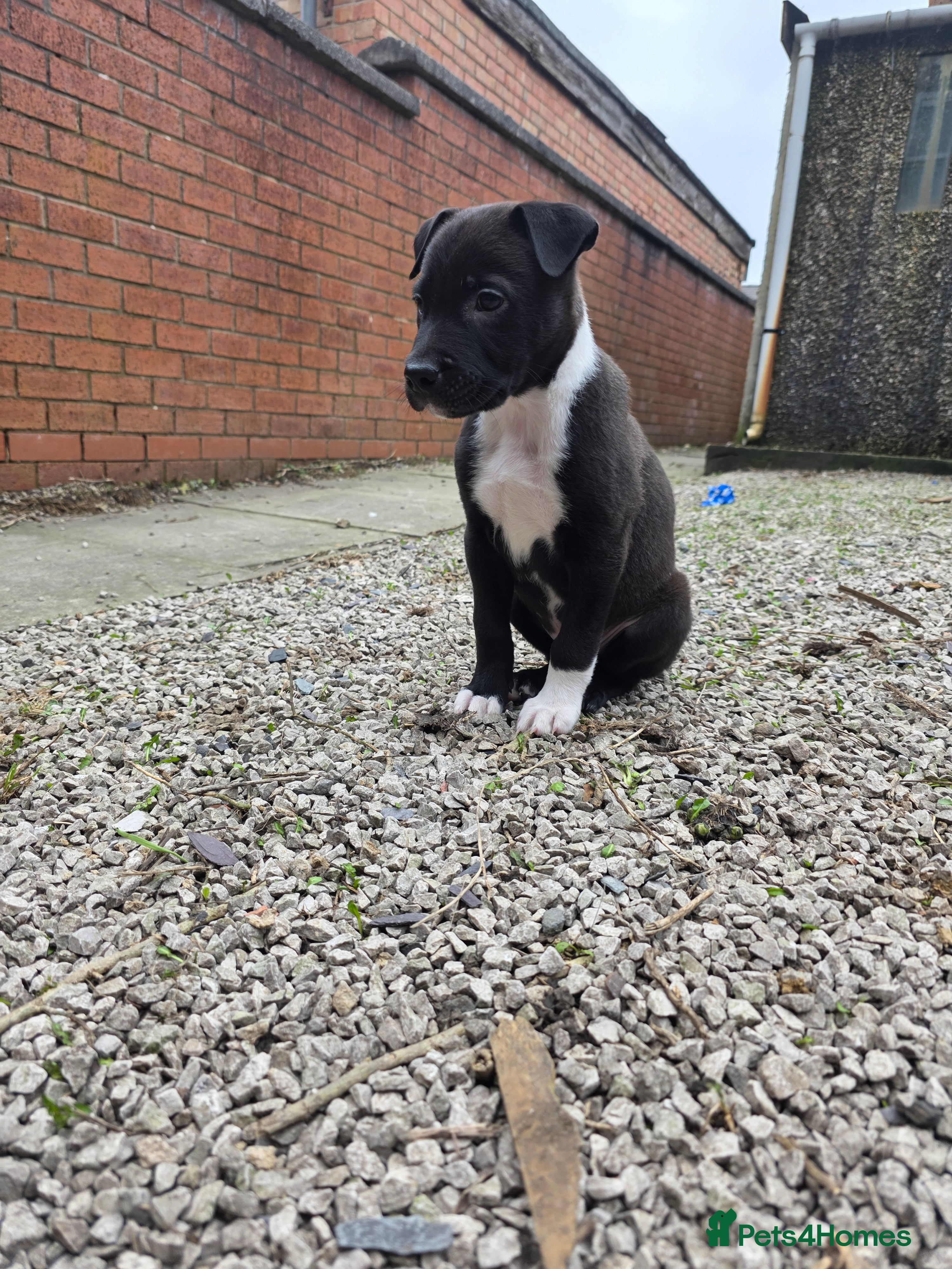 Mixed Breed dogs Collie x lurcher  - Advert 1