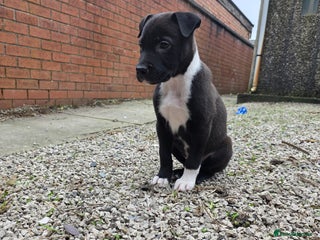 Mixed Breed dogs Collie x lurcher - Advert 2