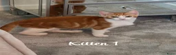 Mixed Breed cats for sale: Litter of 4 ginger tabbys available for rehoming - Advert 15