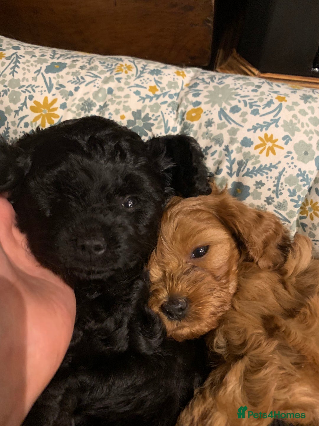 Cavapoo dogs for sale: Stunning premium F1 Cavapoo babies 🥰 - Image 24