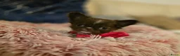 Chihuahua dogs for sale: XX quality chihuahua chocolate longcoat puppies XX - Advert 9