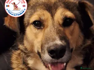 Mixed Breed dogs Zoe - A Beautiful Girl - Advert 2