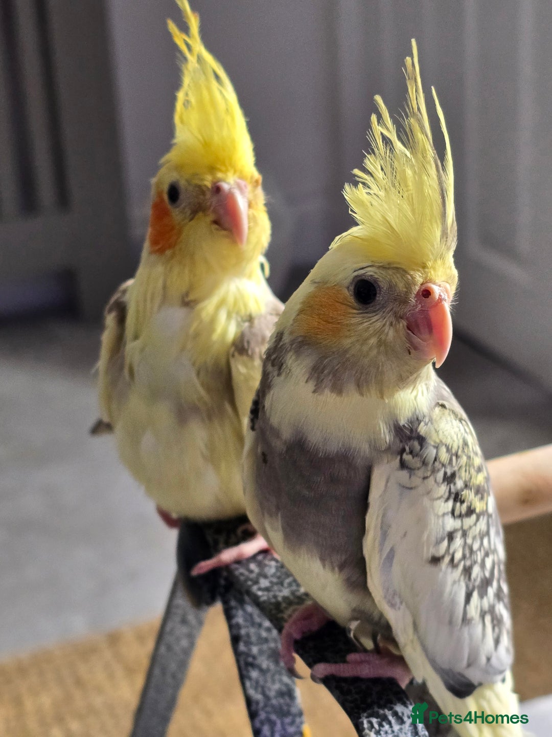 Cockatiels birds for sale: Handreared Cockatiels - Image 8
