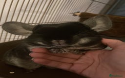 Chinchilla rodents for sale: Female black velvet chinchilla - Image 9