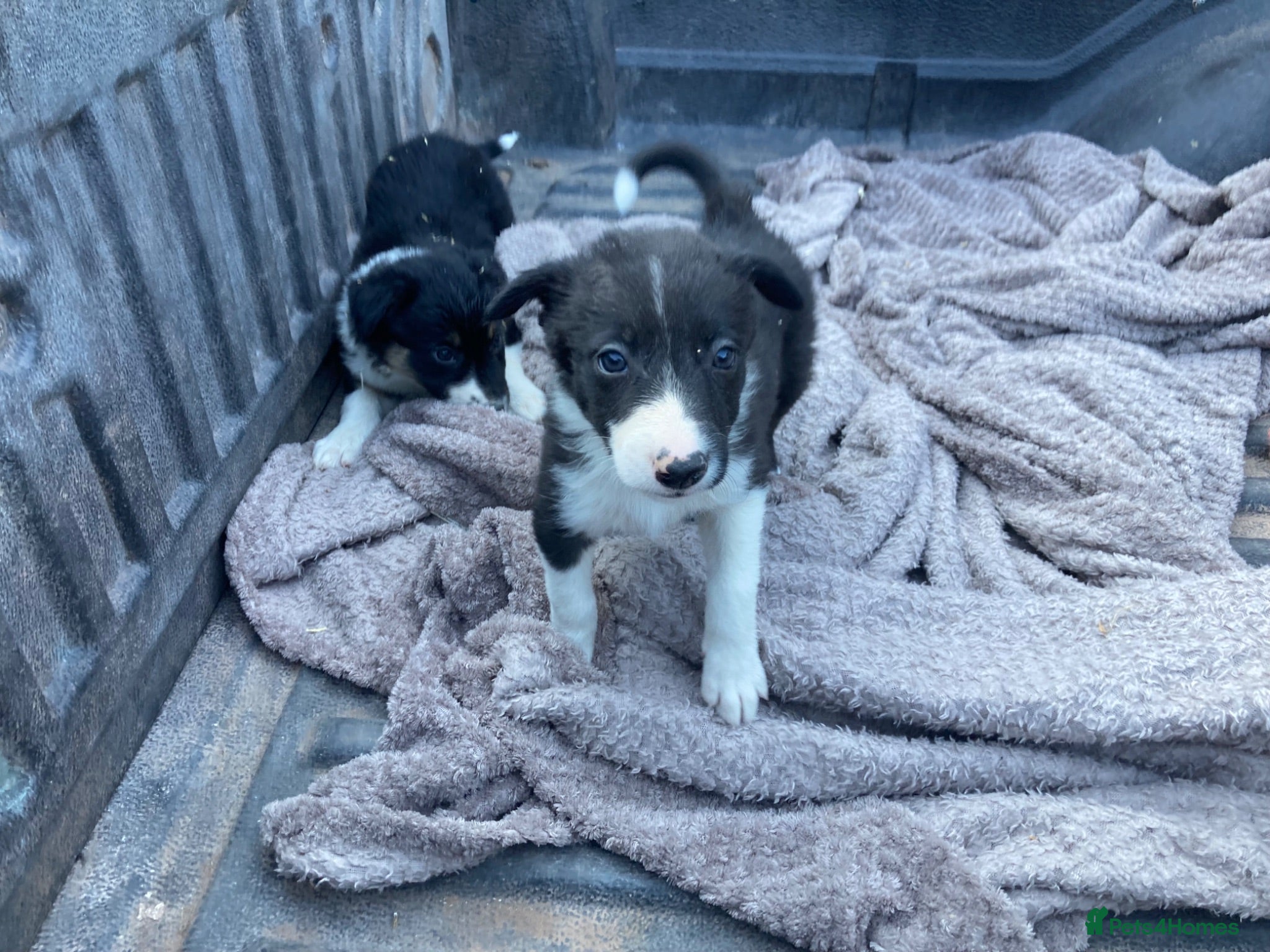 Border Collie dogs Adorable border collies - Advert 2