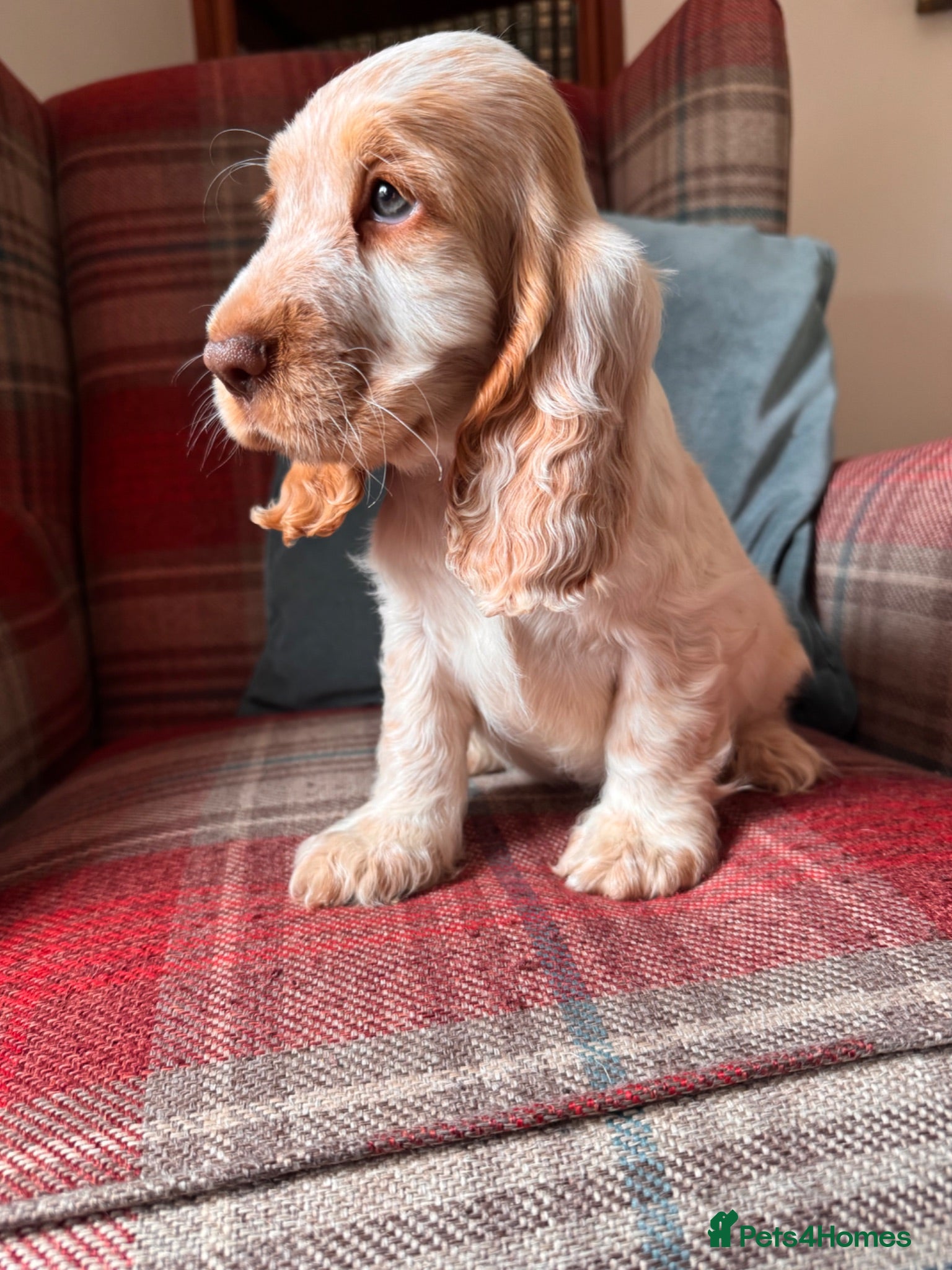 Cocker Spaniel dogs KC registered, health tested, show type boys - Advert 1