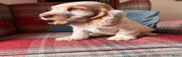Cocker Spaniel dogs for sale: KC registered, health tested, show type boys - Advert 1