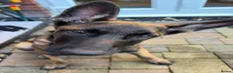 Belgian Shepherd Dog dogs for sale: KC Reg Belgian Malinois puppy - Advert 2